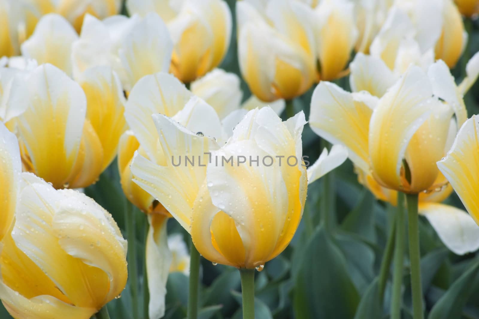 close up ofyellow and white tulip on flowerbed.