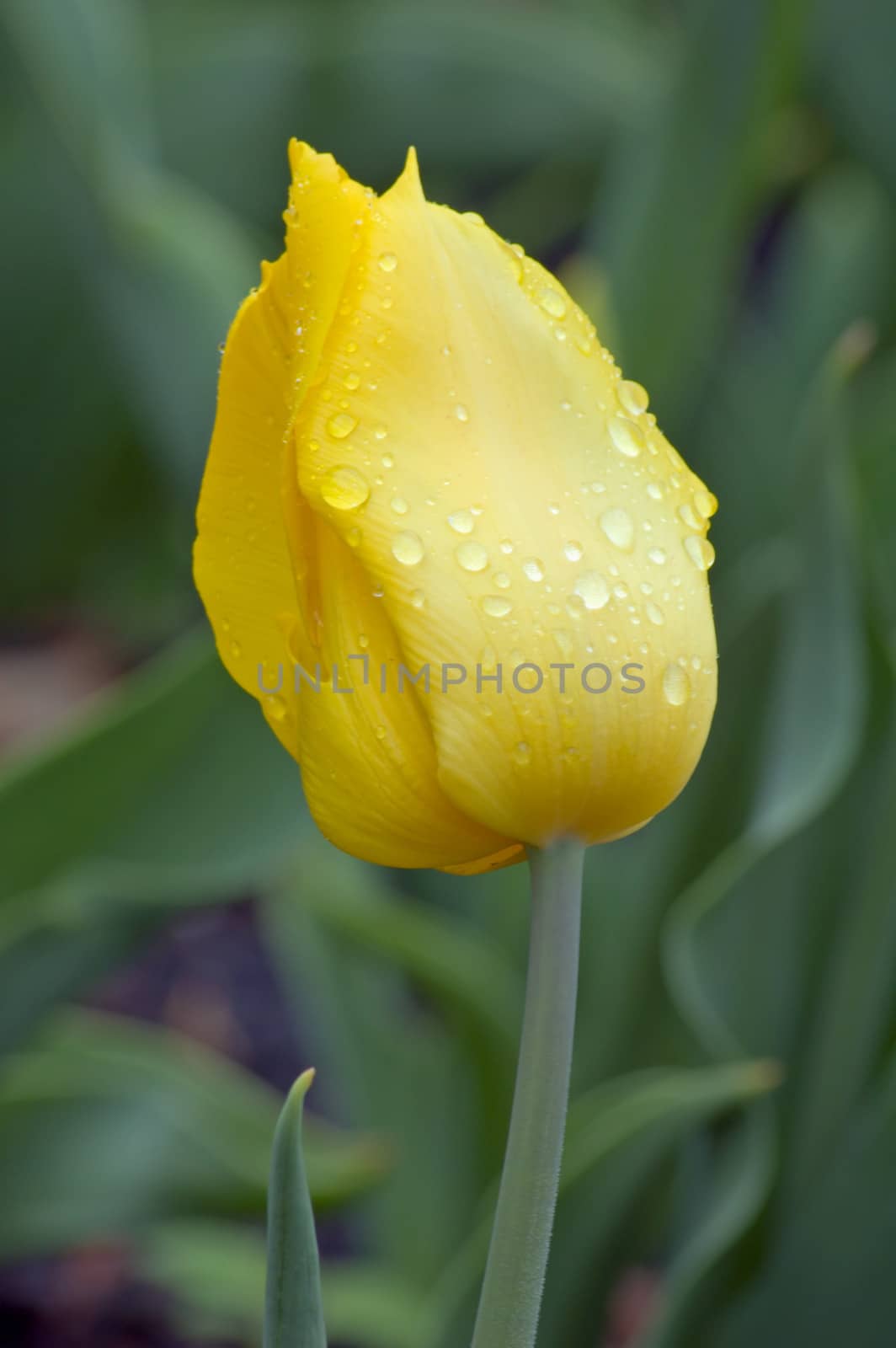 close up of yellow tulip on flowerbed