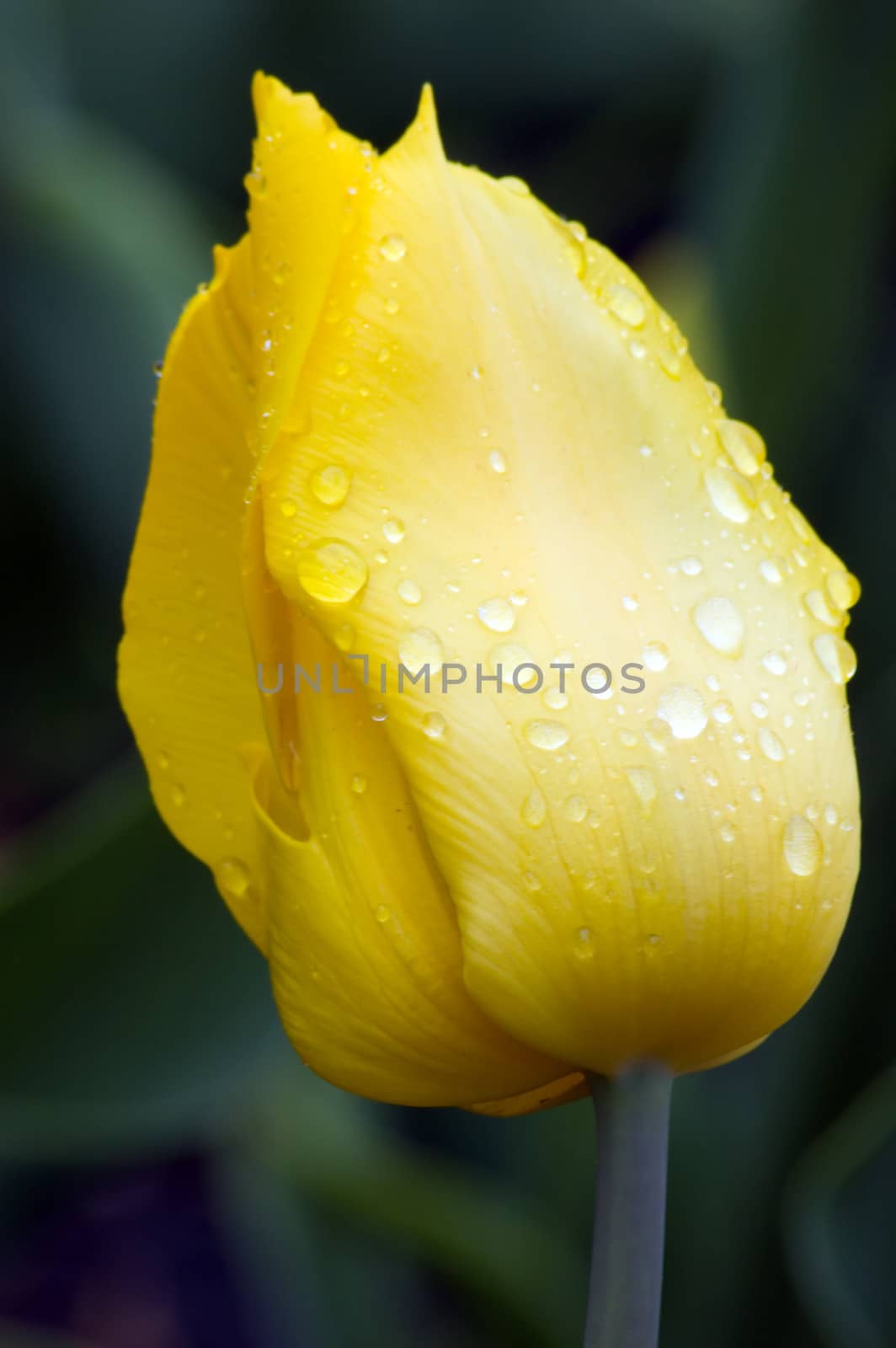 yellow tulip by PavelS