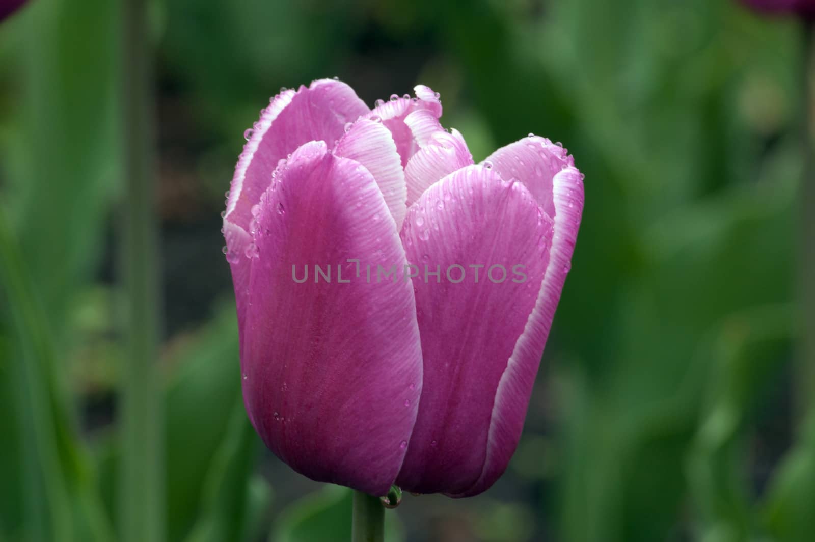close up of pink and white tulip. Menton