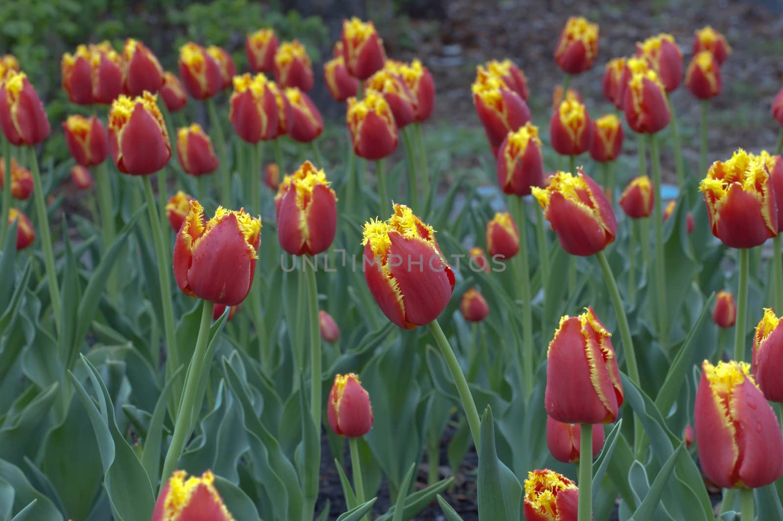 close up of orange and yellow tulips on flowerbed. Gordon Cooper
