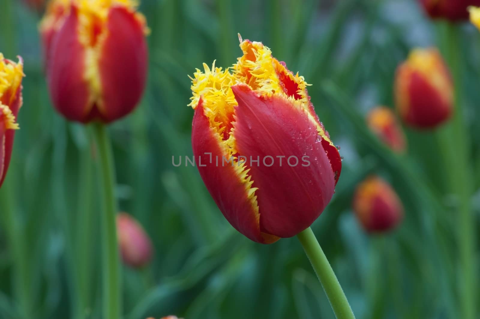 red and yellow tulip by PavelS