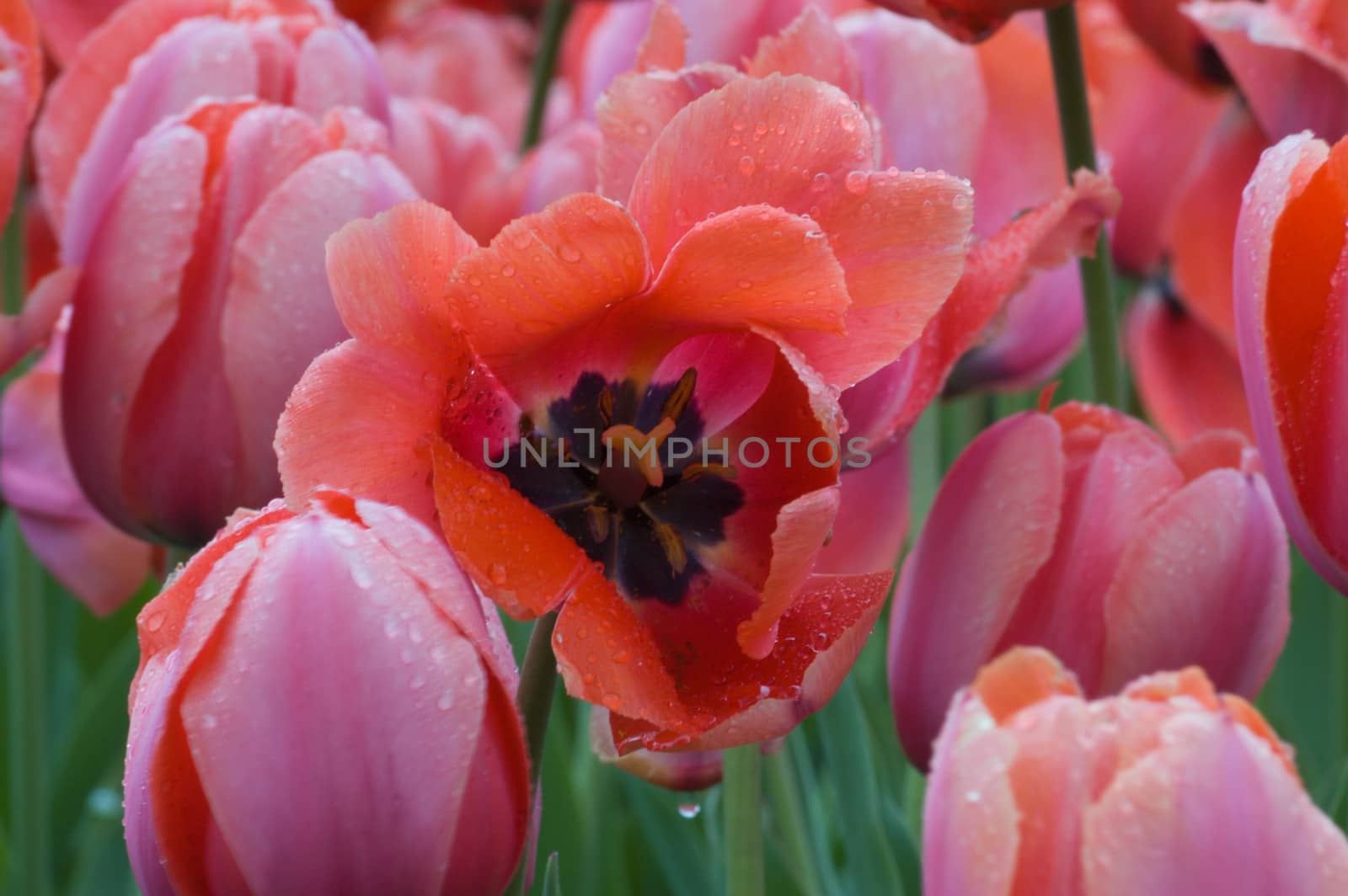 close up of pink and white tulip on flowerbed. Gordon cooper.