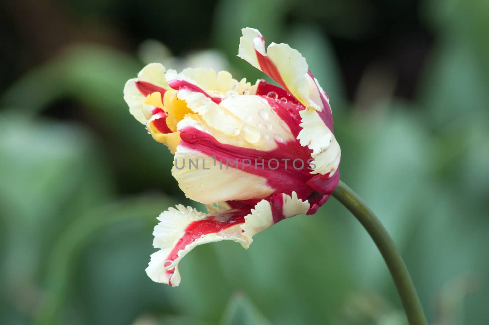 close up of pink and white tulip on flowerbed. Flaming parrot