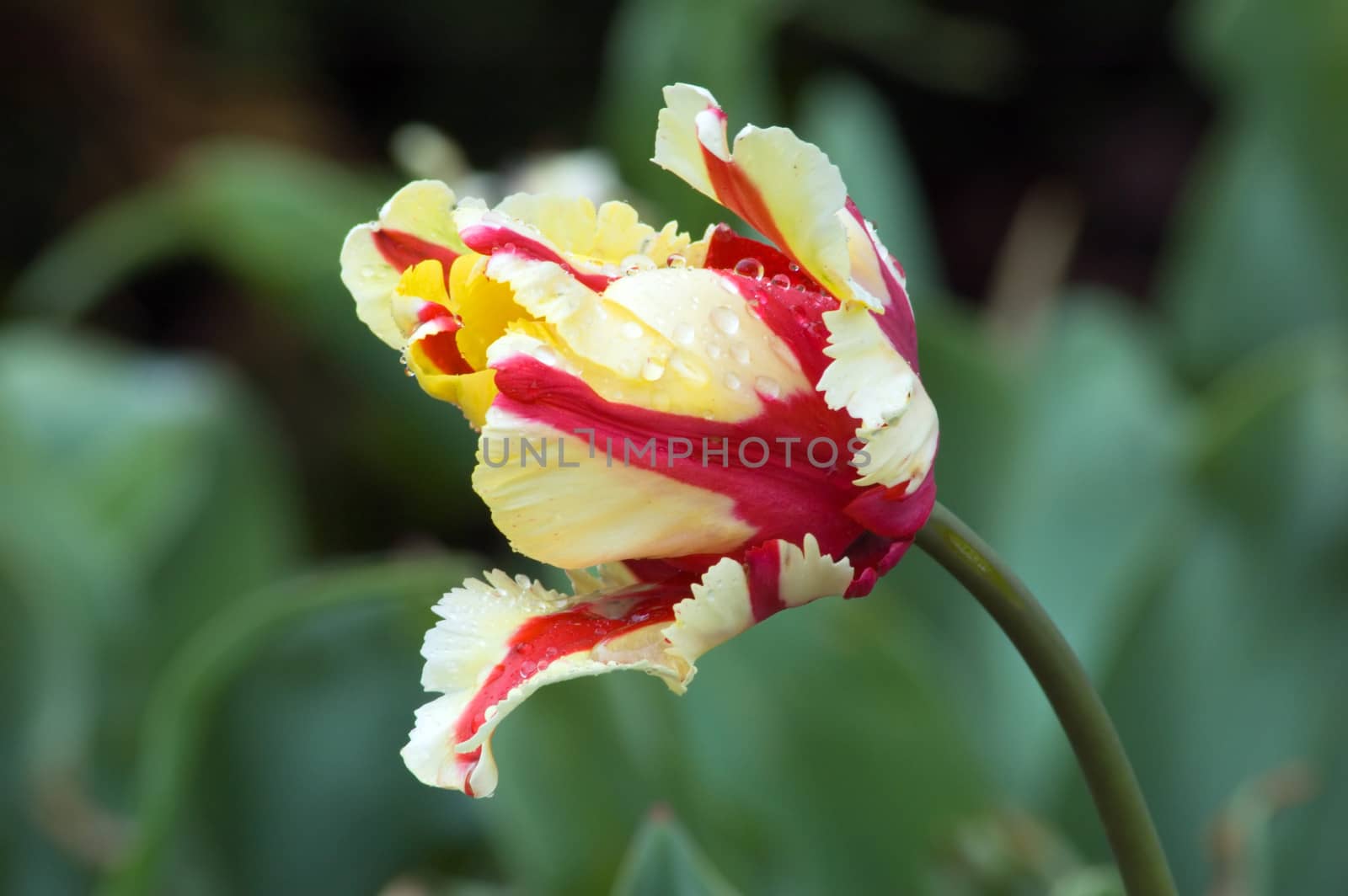 close up of pink and white tulip on flowerbed. Flaming parrot