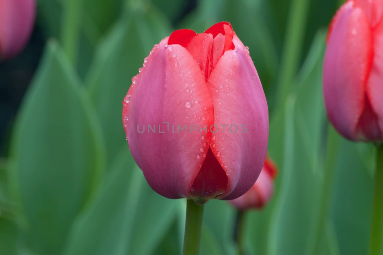 red tulip by PavelS