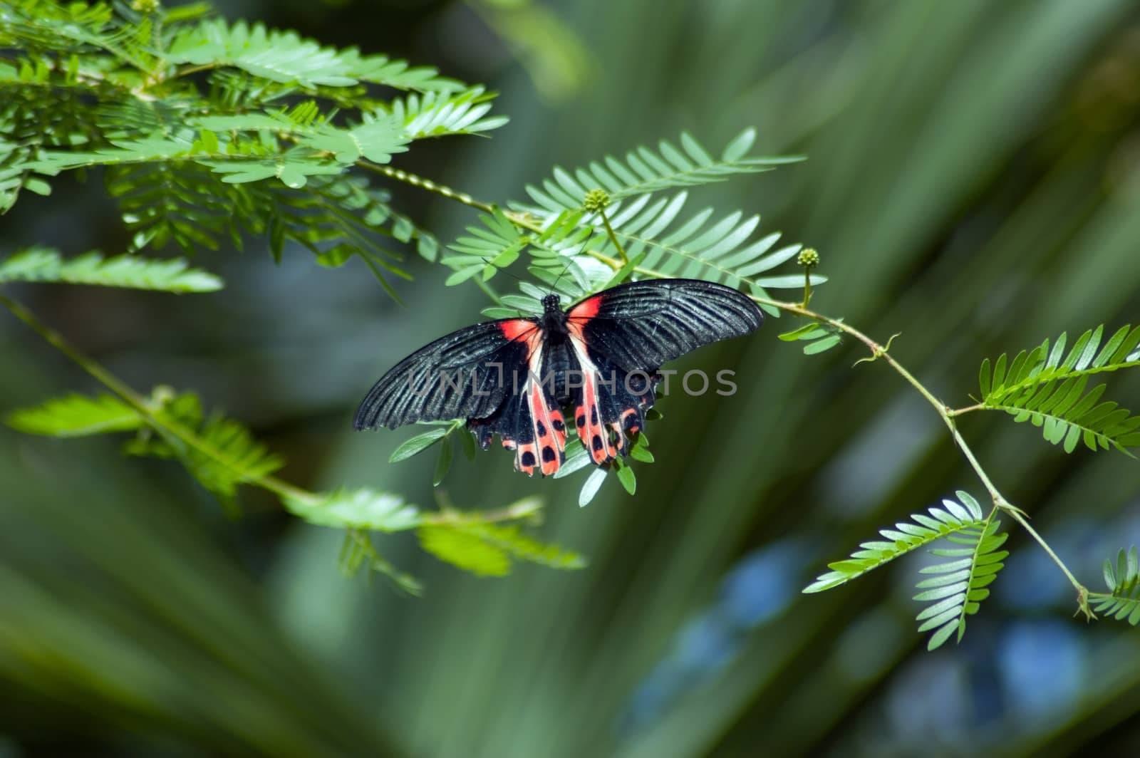 Black and red butterfly on dark green background