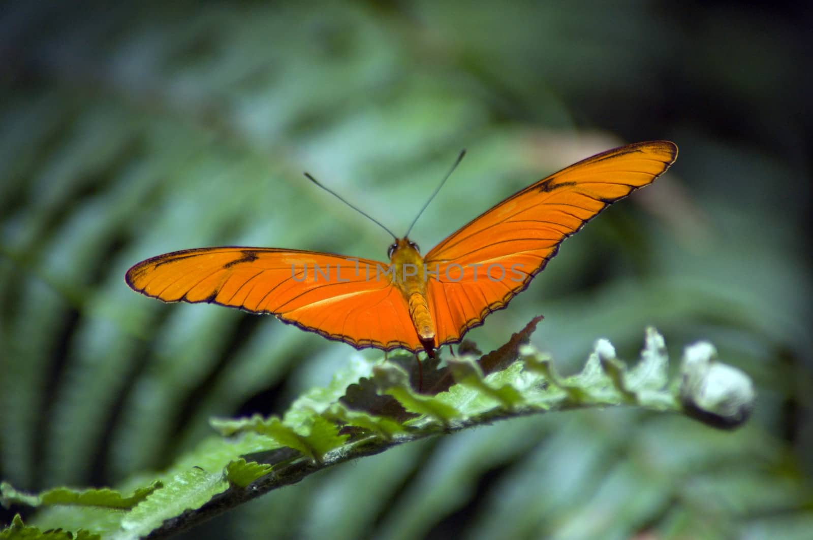 Orange butterfly on green background