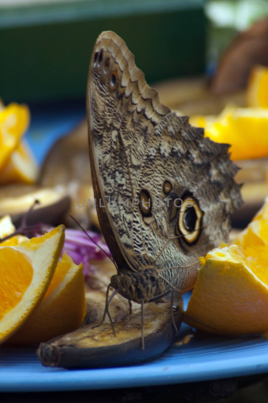 Eating butterfly on blur background