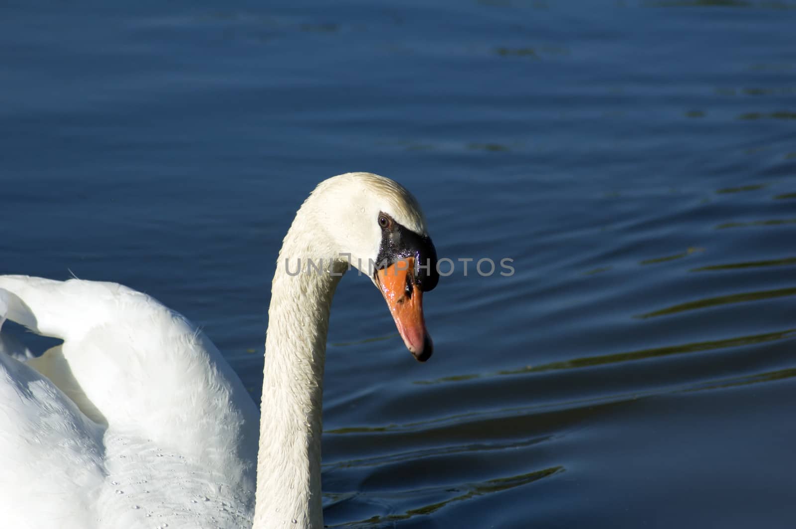 swan by PavelS