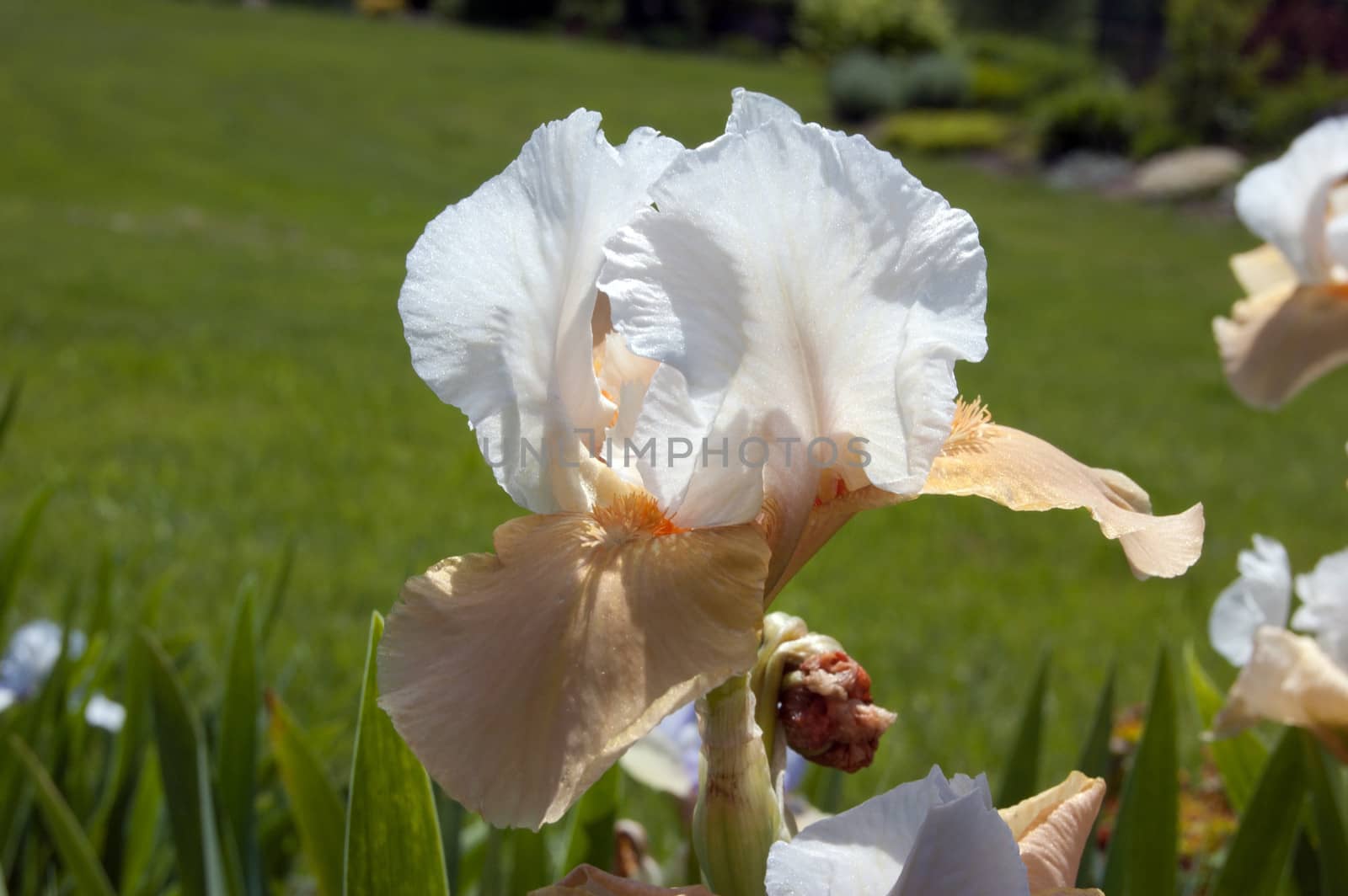 White-beige iris on blur green grass background