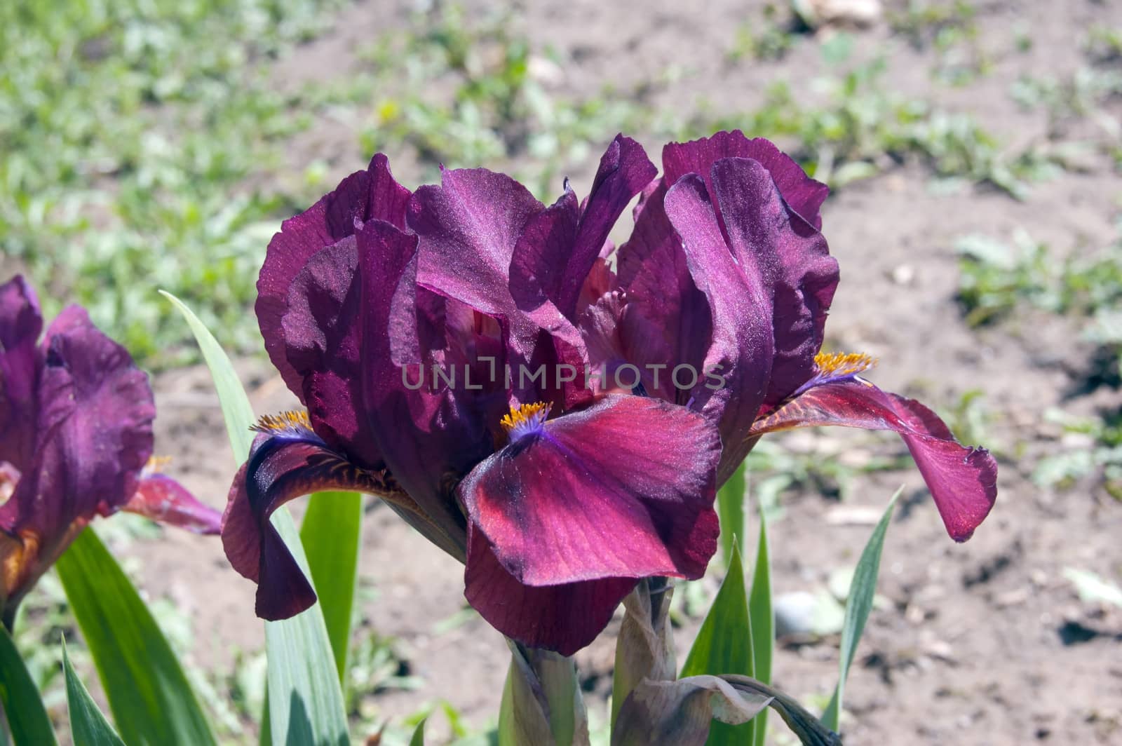 Blue iris on blur green grass background