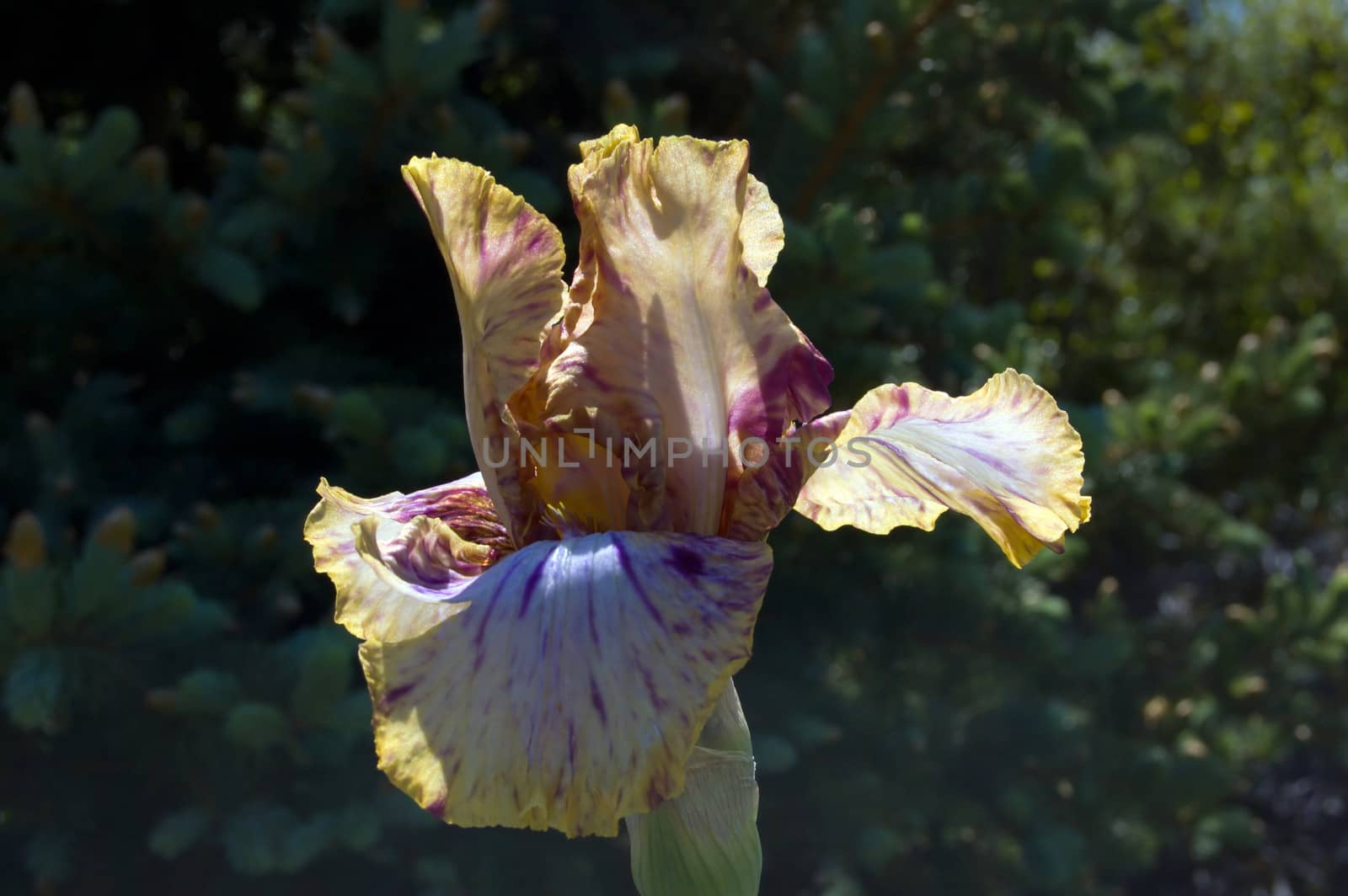 White-beige iris on blur green grass background