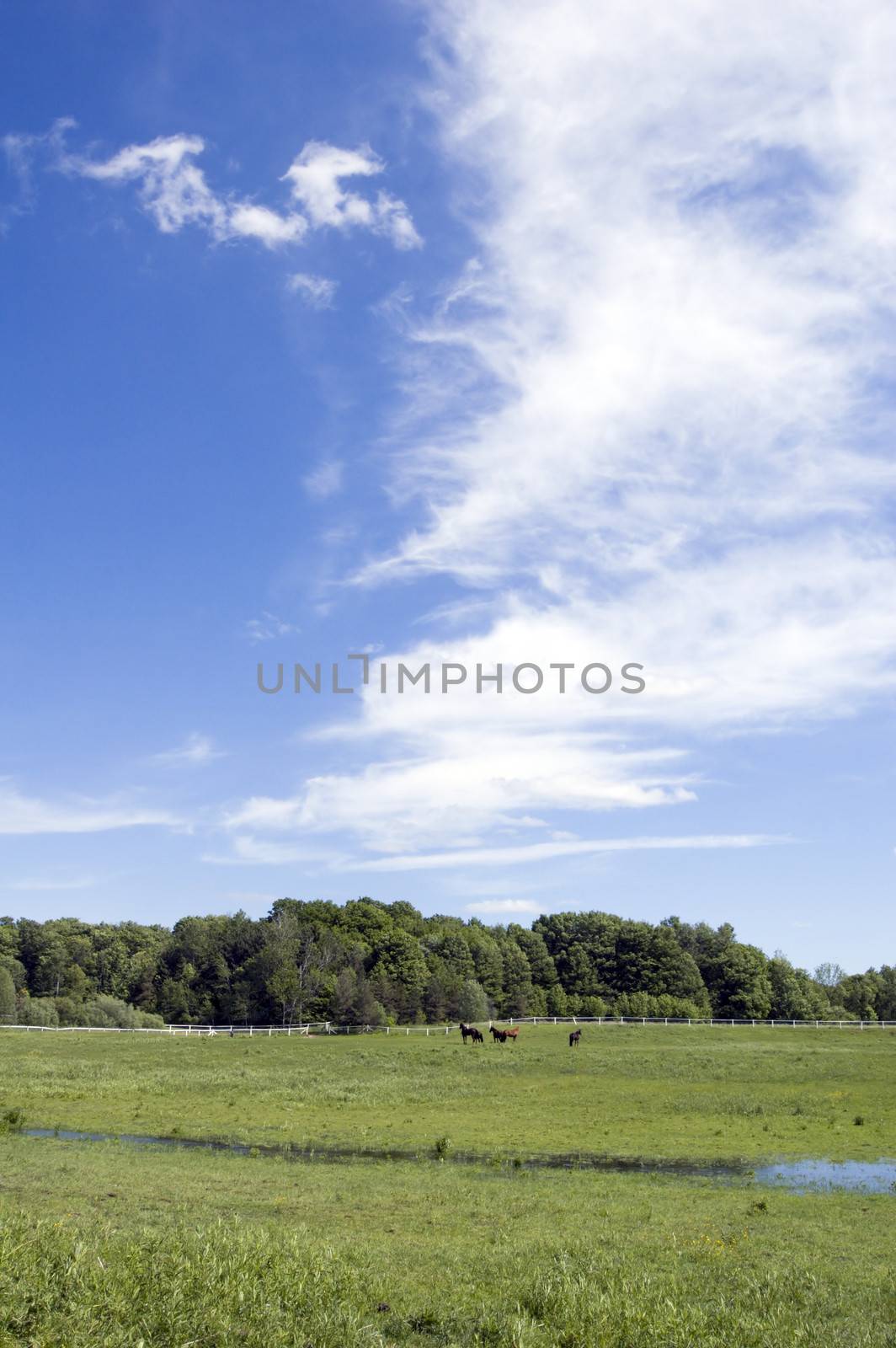 Several horses on green grass ander blue sky