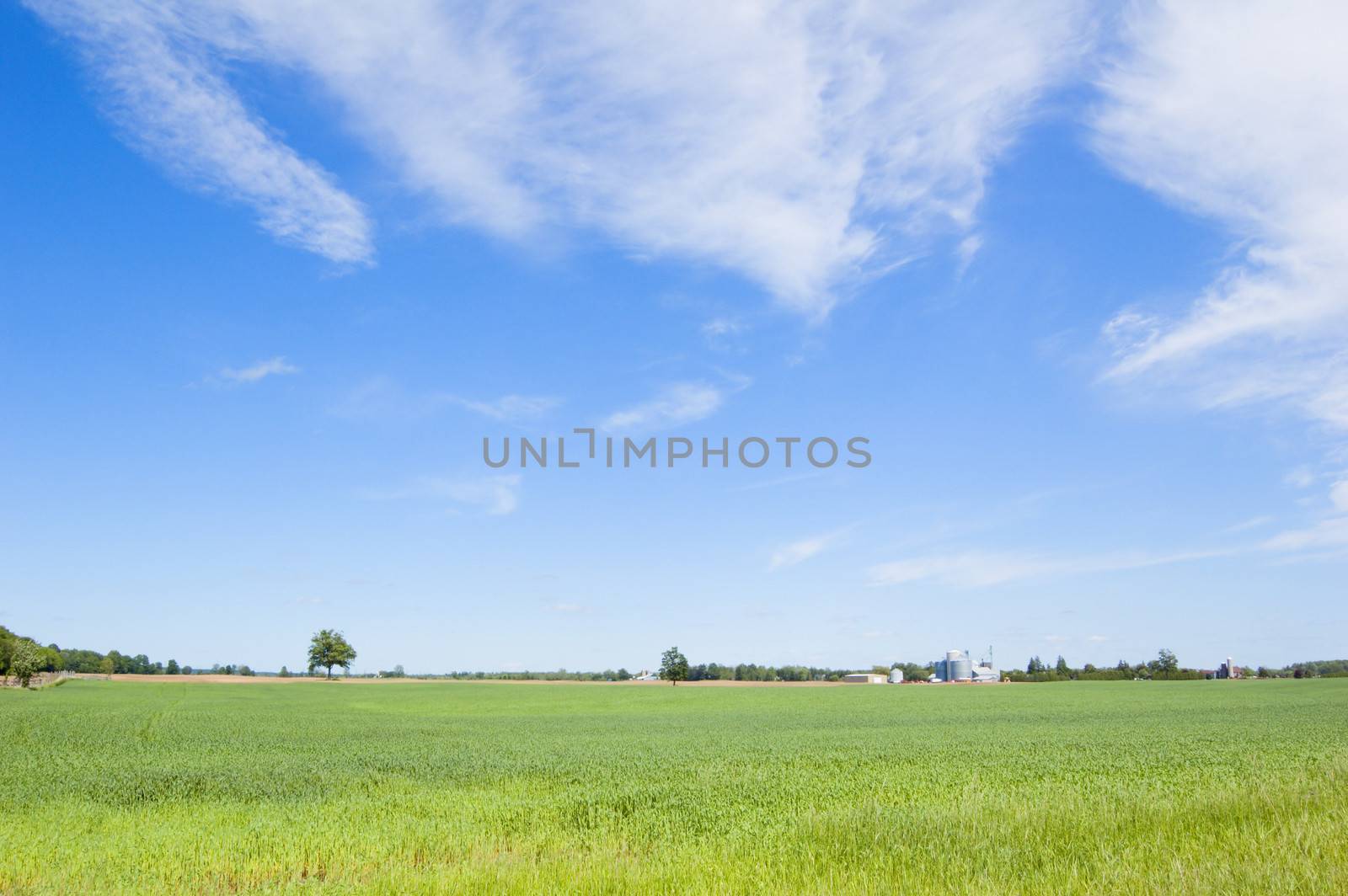 Agriculture farm under high blue sky