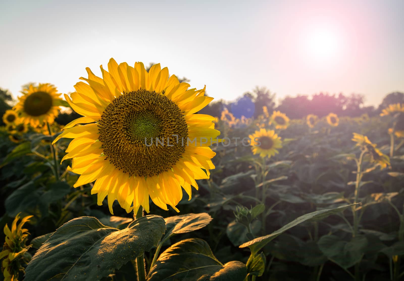Field full of sunflowers in the late evening as the sun sets low in the sky backlighting the brilliant flowers with lens flare from the sun in the frame