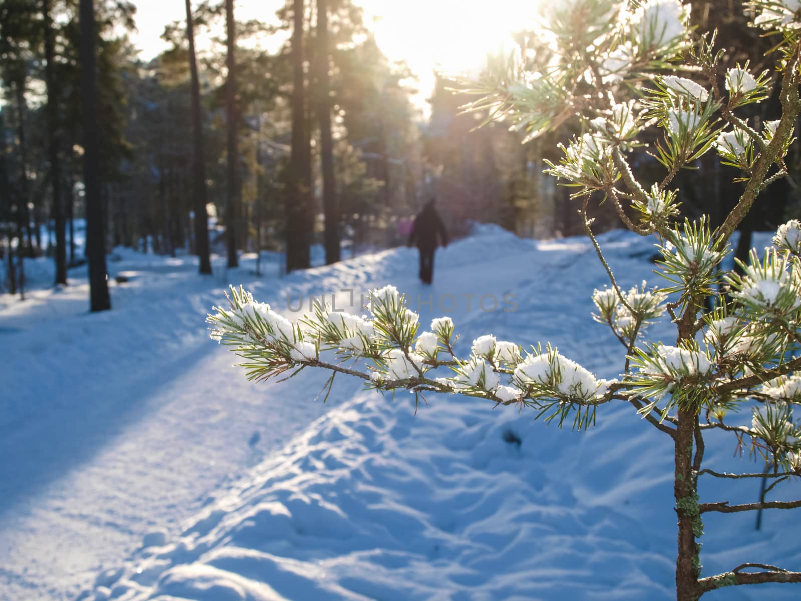 Fresh snow in little spruce tree, in front of sunlight onto wintery roads