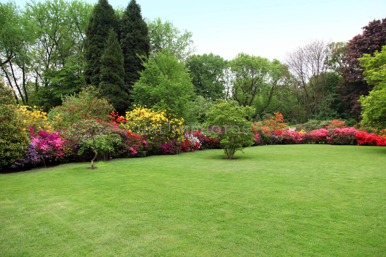 Beautiful manicured lawn in a summer garden with a border of bright colourful flowering shrubs and trees