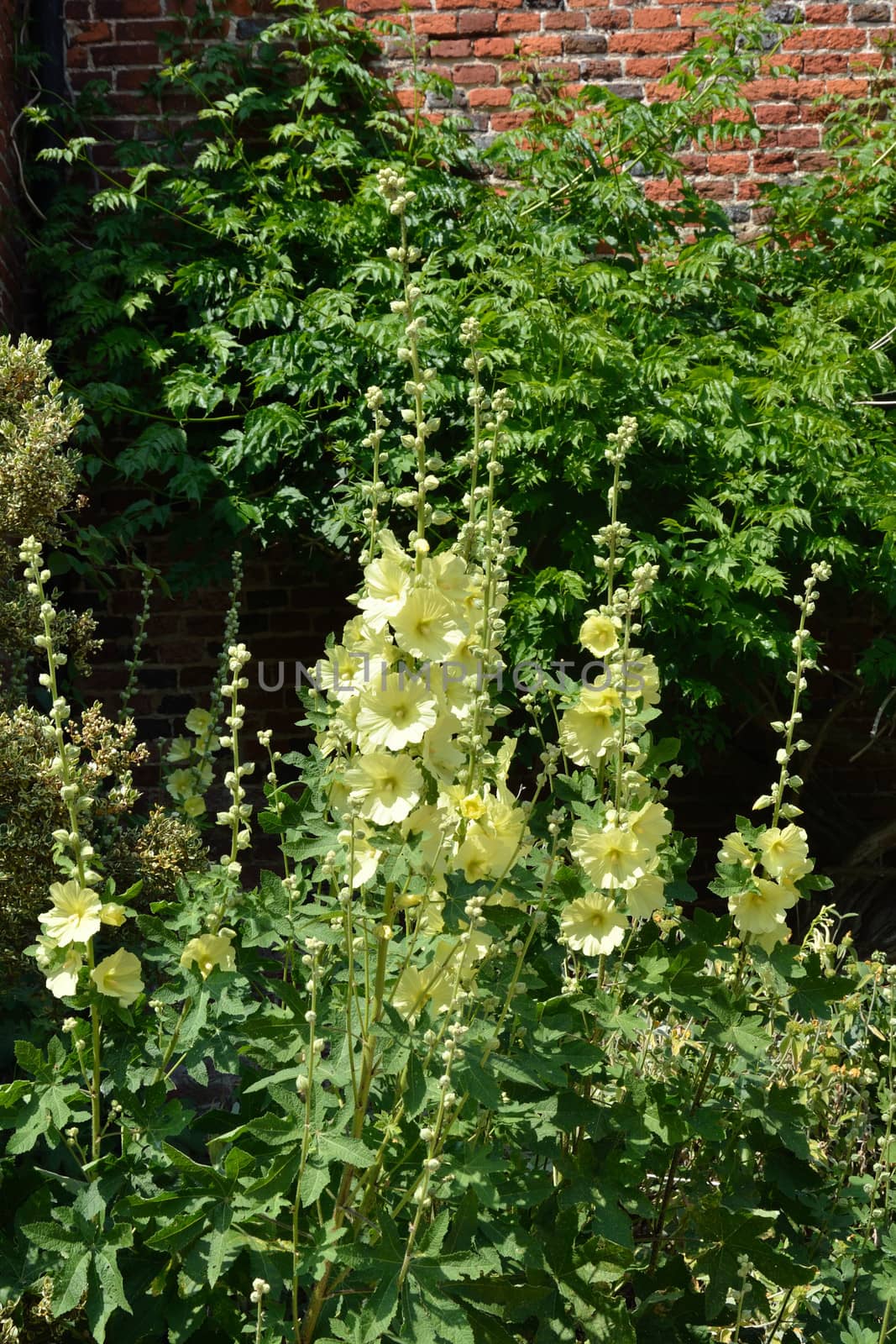 Yellow hollyhocks in English garden by pauws99