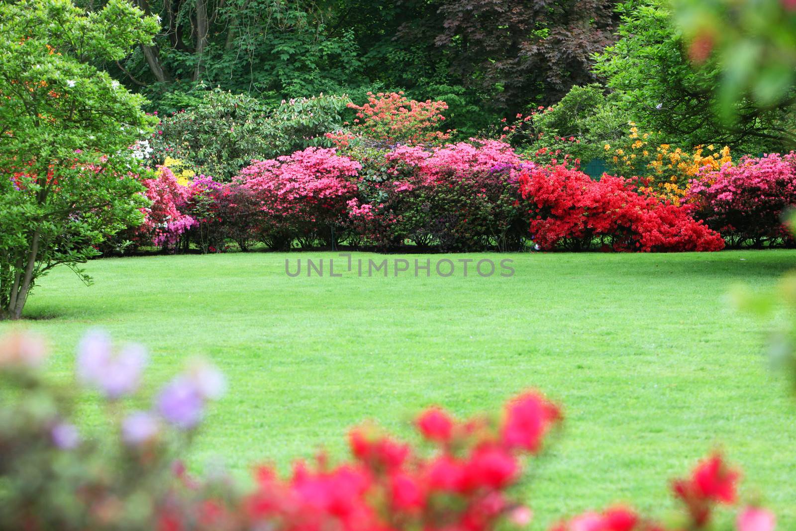 Beautiful garden with flowering shrubs, a neat manicured lawn and colourful display of pink and red azaleas