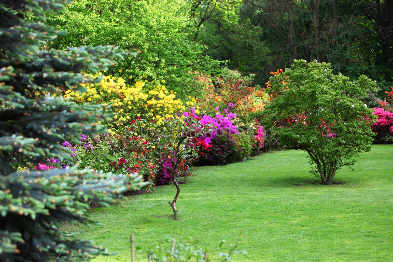 Colourful flowering shrubs in a spring garden in shades of yellow, pink and red bordering a neatly manicured lush green lawn with a backdrop of dense trees