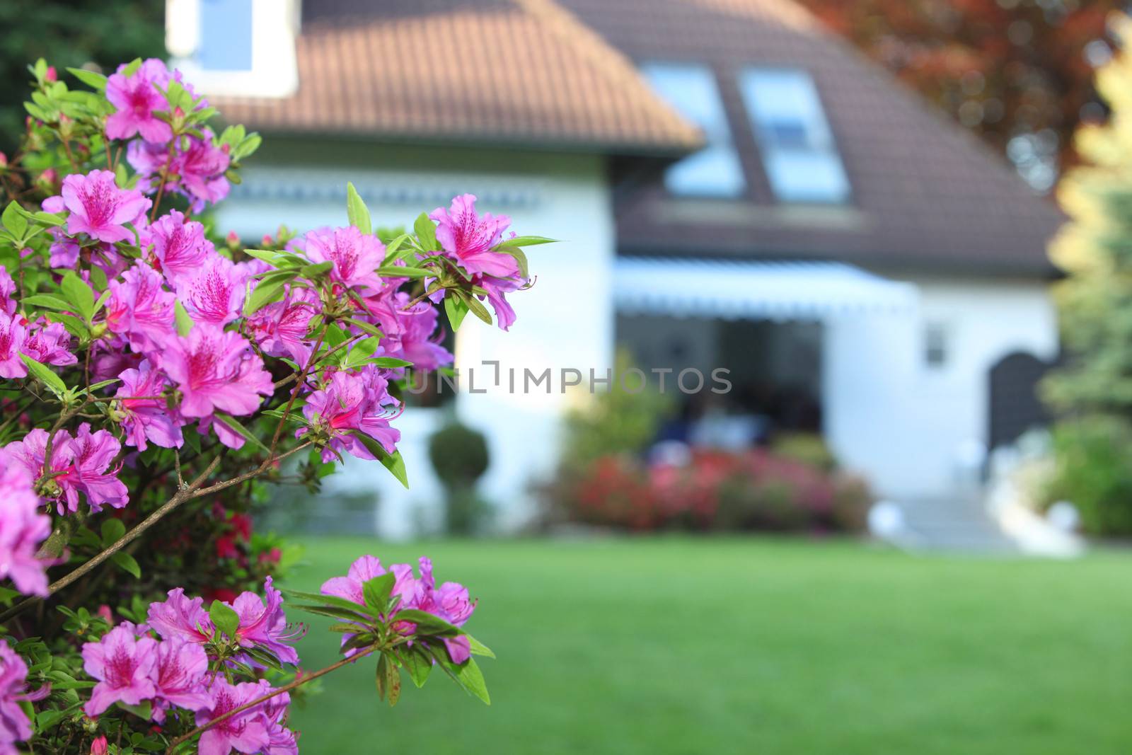Closeup detail of a branch of colourful magenta azaleas in a private garden with a green lawn leading to a house with shallow dof