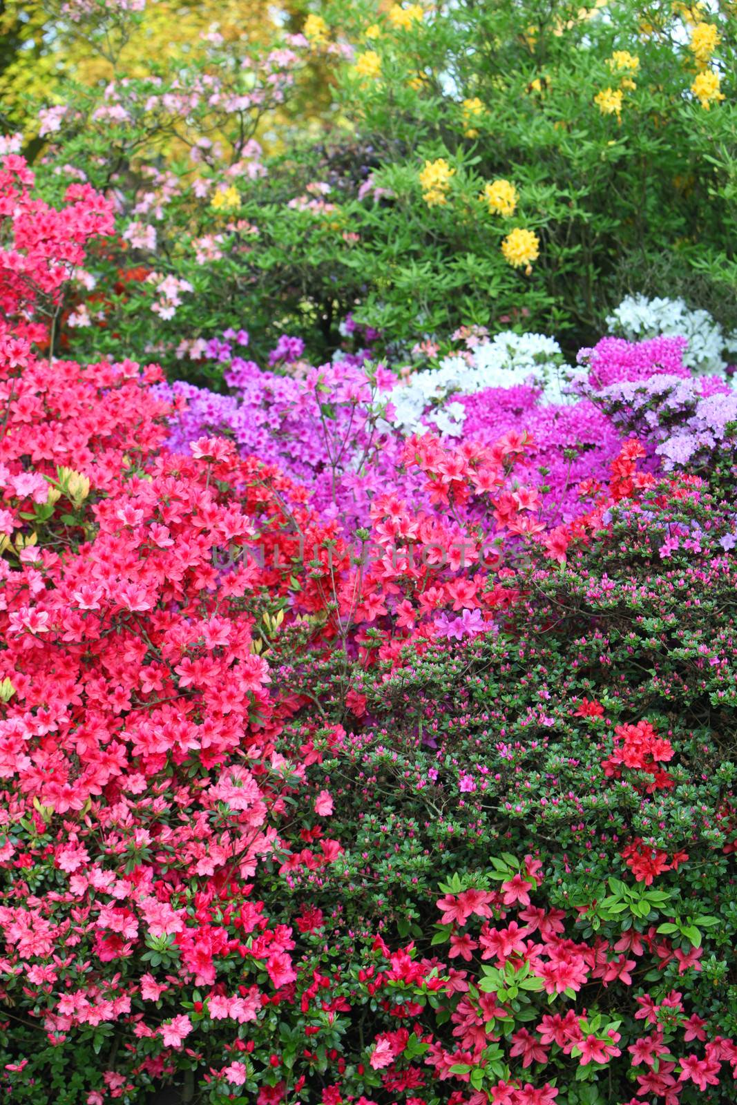 Vibrant display of purple, white and red flowering azaleas in a spring garden