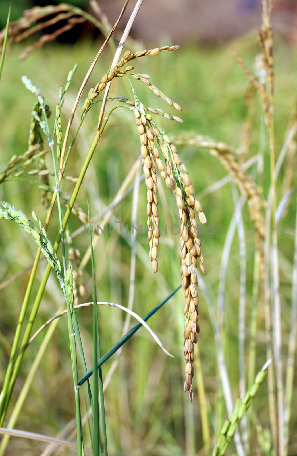 Rice cultivation on dry field at Luozi, DR Congo