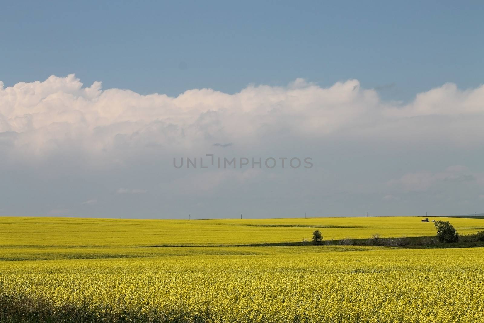 Field of canola by hicster