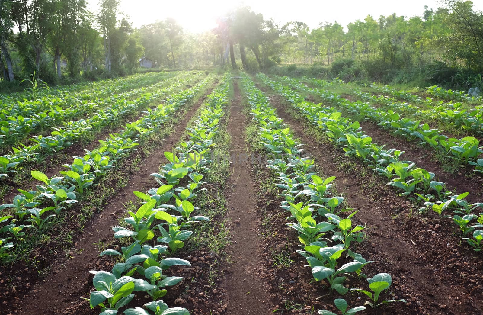 row of tobacco plant in rural farm land