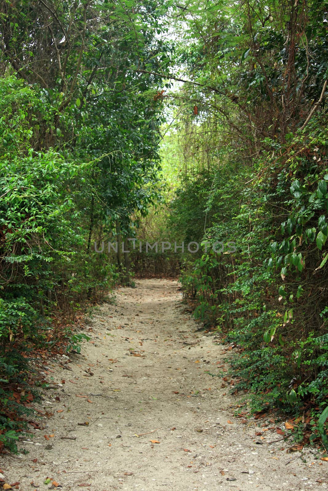 natural walk path in the garden by photosoup