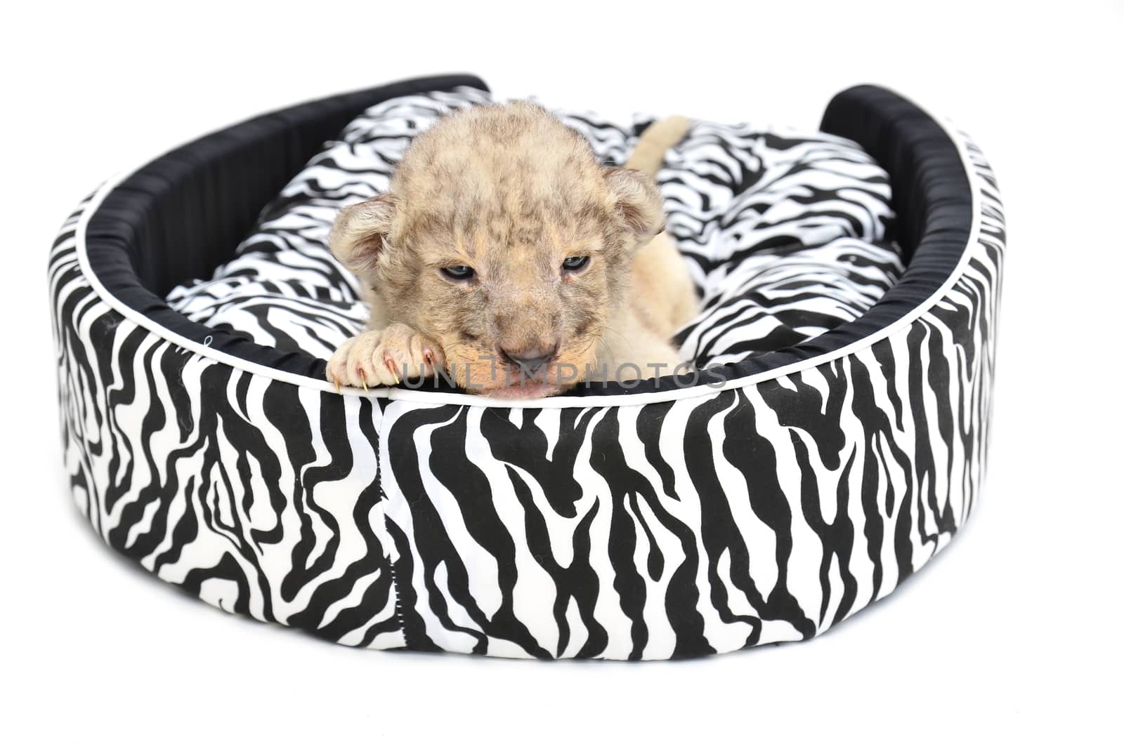 baby lion lying on  mattress isolated on white background