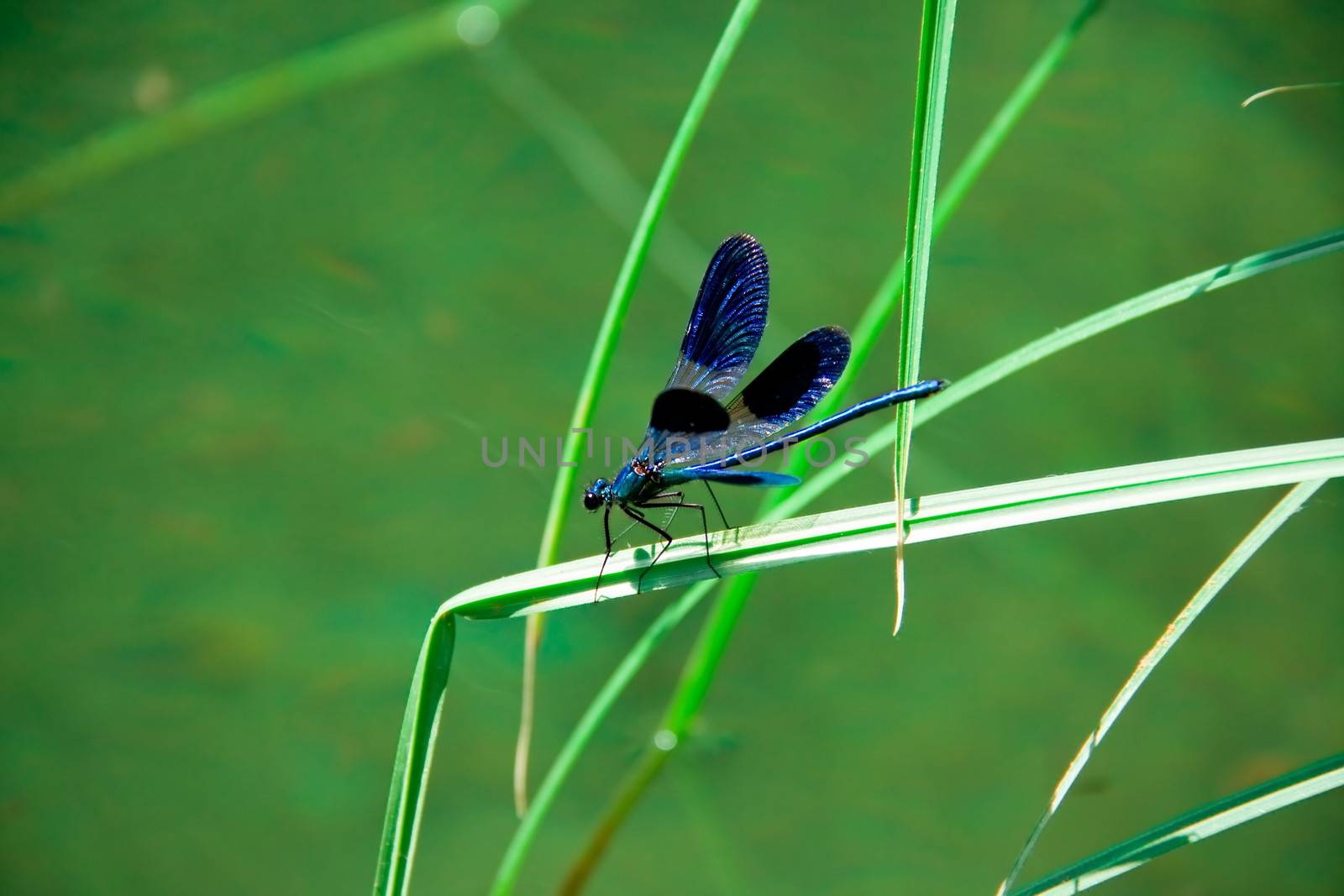 dragonfly on green leaf by mturhanlar