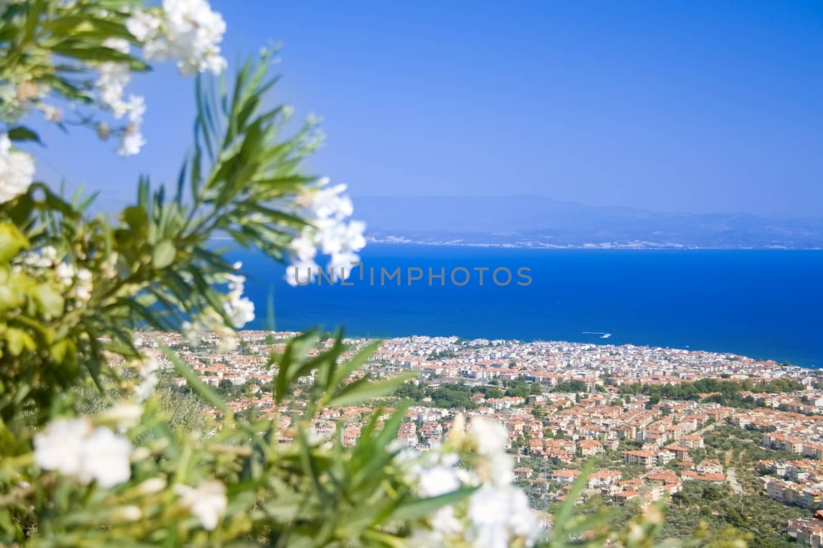 blue sky and sea with white flowers view