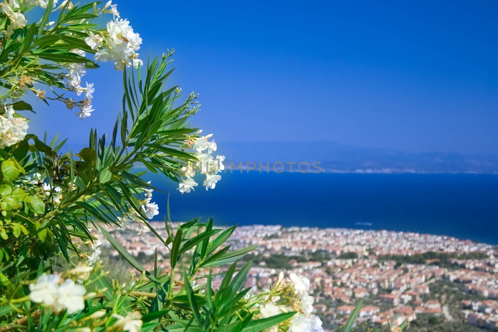 blue sky and sea with white flowers view