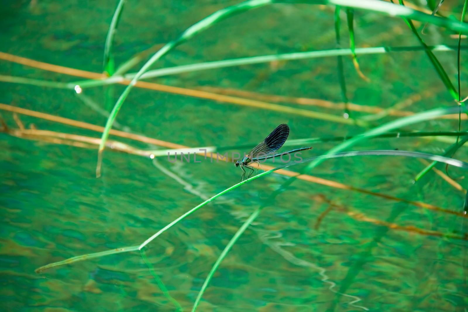 dragonfly on green leaf by mturhanlar