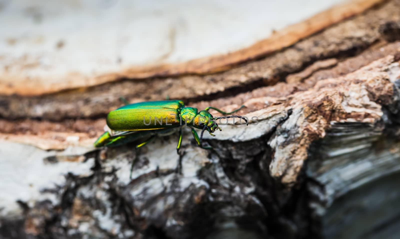 cantharis lytta vesicatoria, green beetle on a birch stump