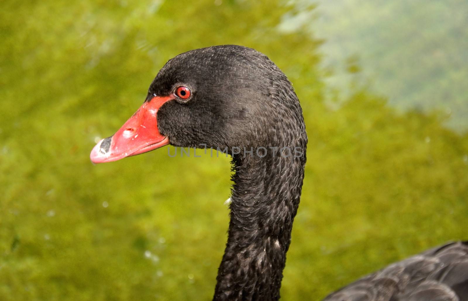 head of the Black Swan Close-up