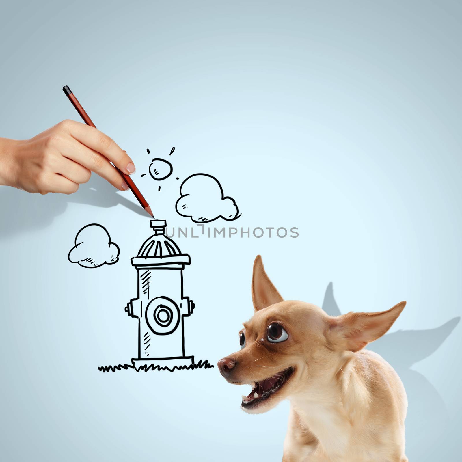 Image of little funny dog and human hand