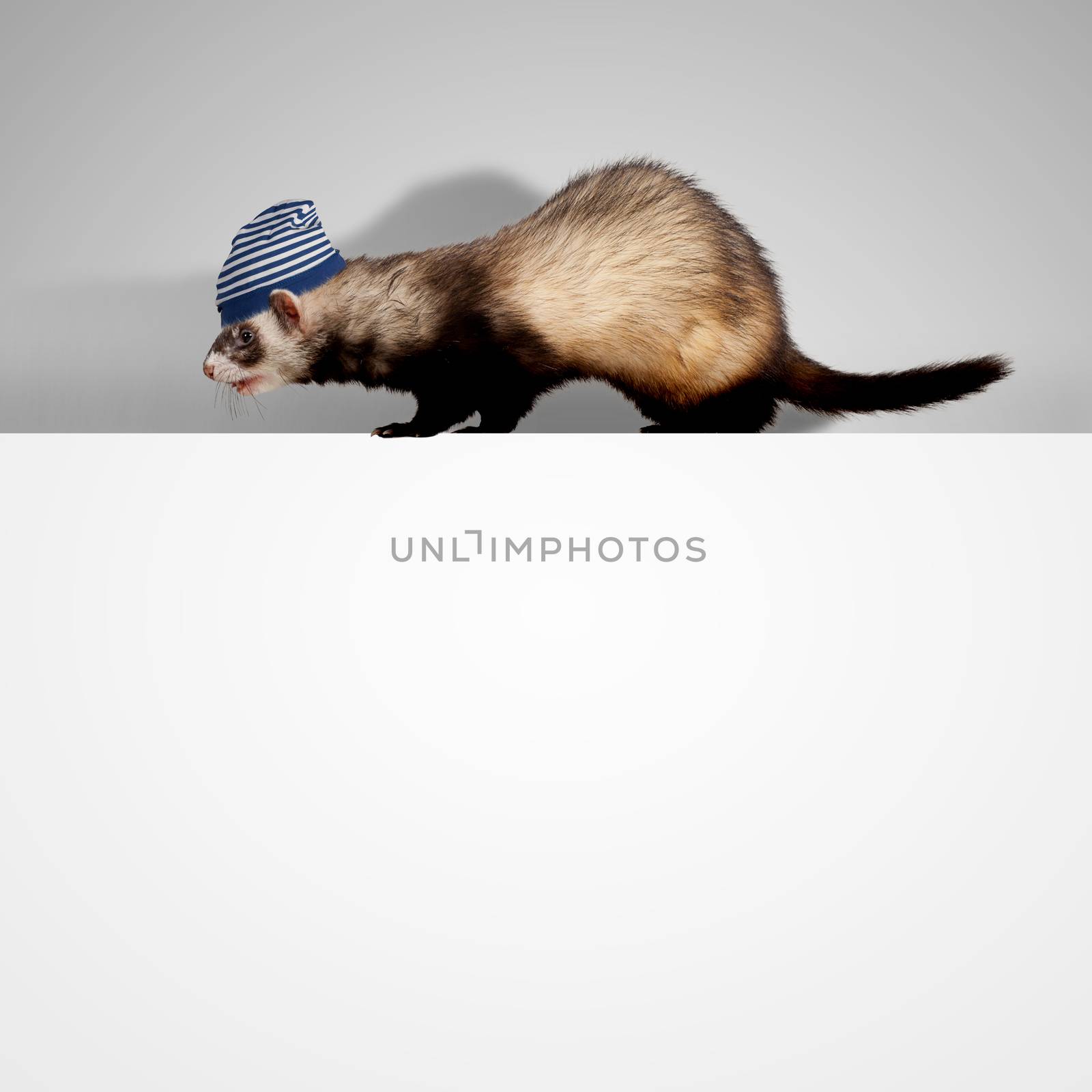 Polecat sitting on banner by sergey_nivens