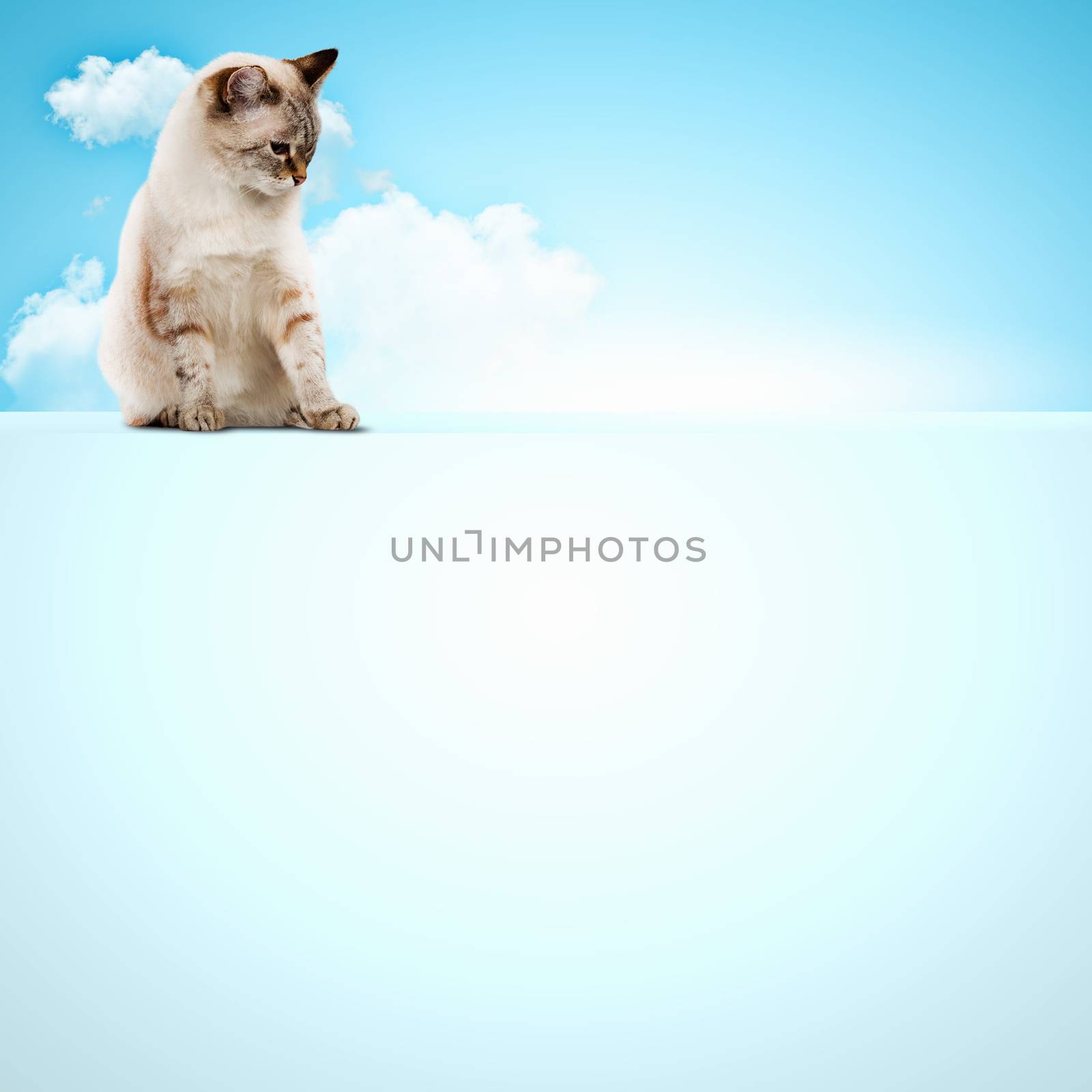 Image of siamese cat sitting on blank banner. Place for text