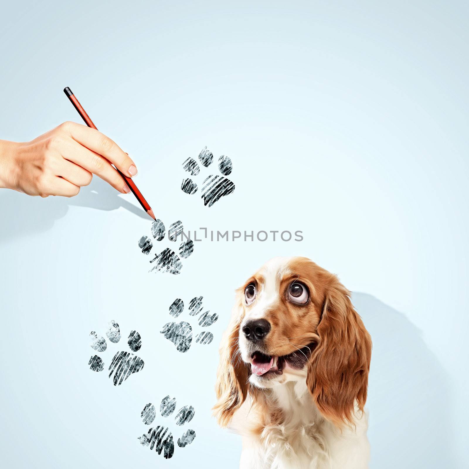 Image of funny spaniel with paw drawing