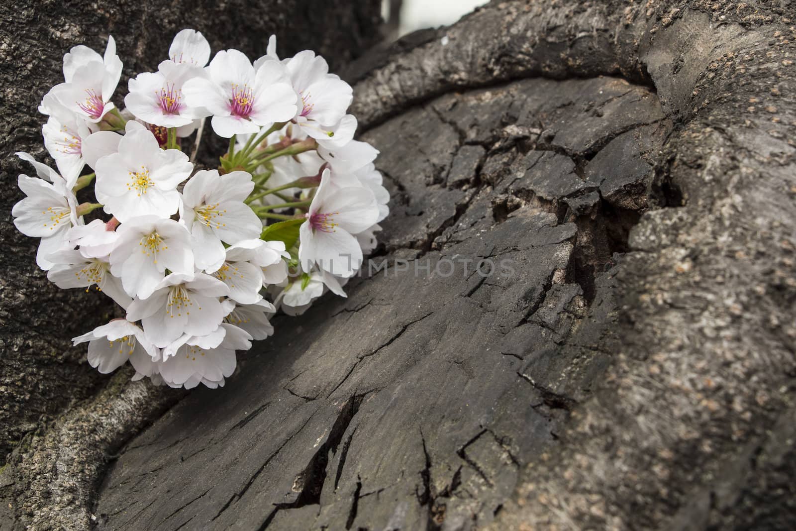 cherry blossom flowers on a spring day