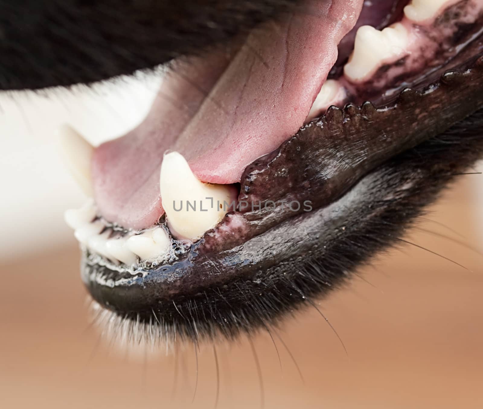 Healthy canine dog jaw teeth pink tongue whiskers and saliva