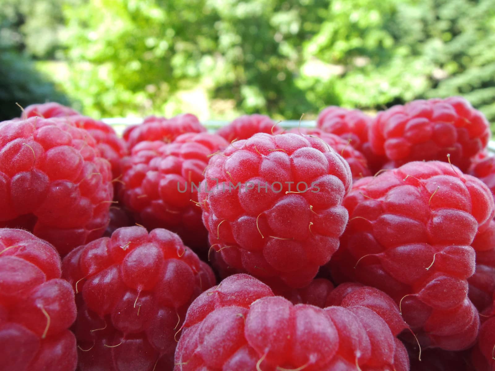 Fresh raspberries in garden