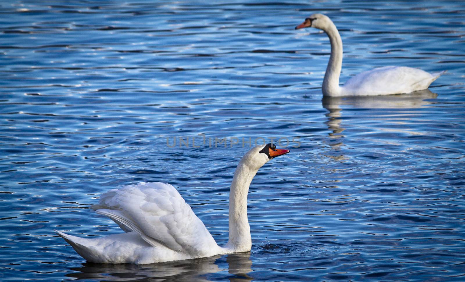 Swan by coburn77