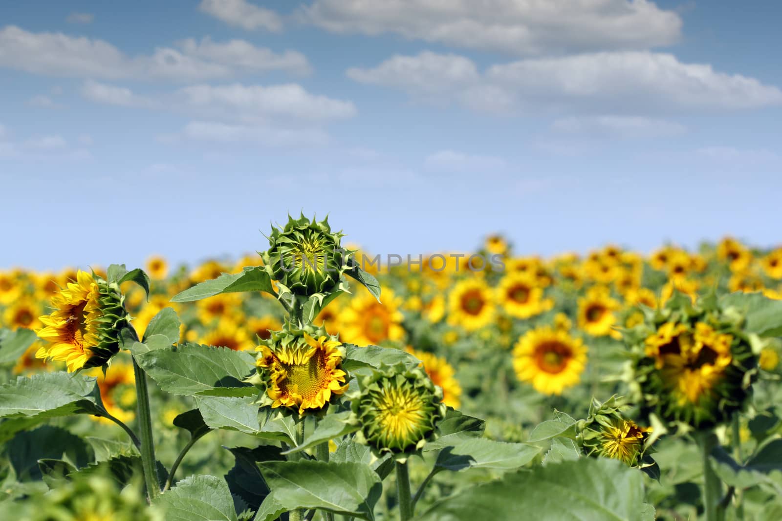 sunflower field and blue sky summer by goce