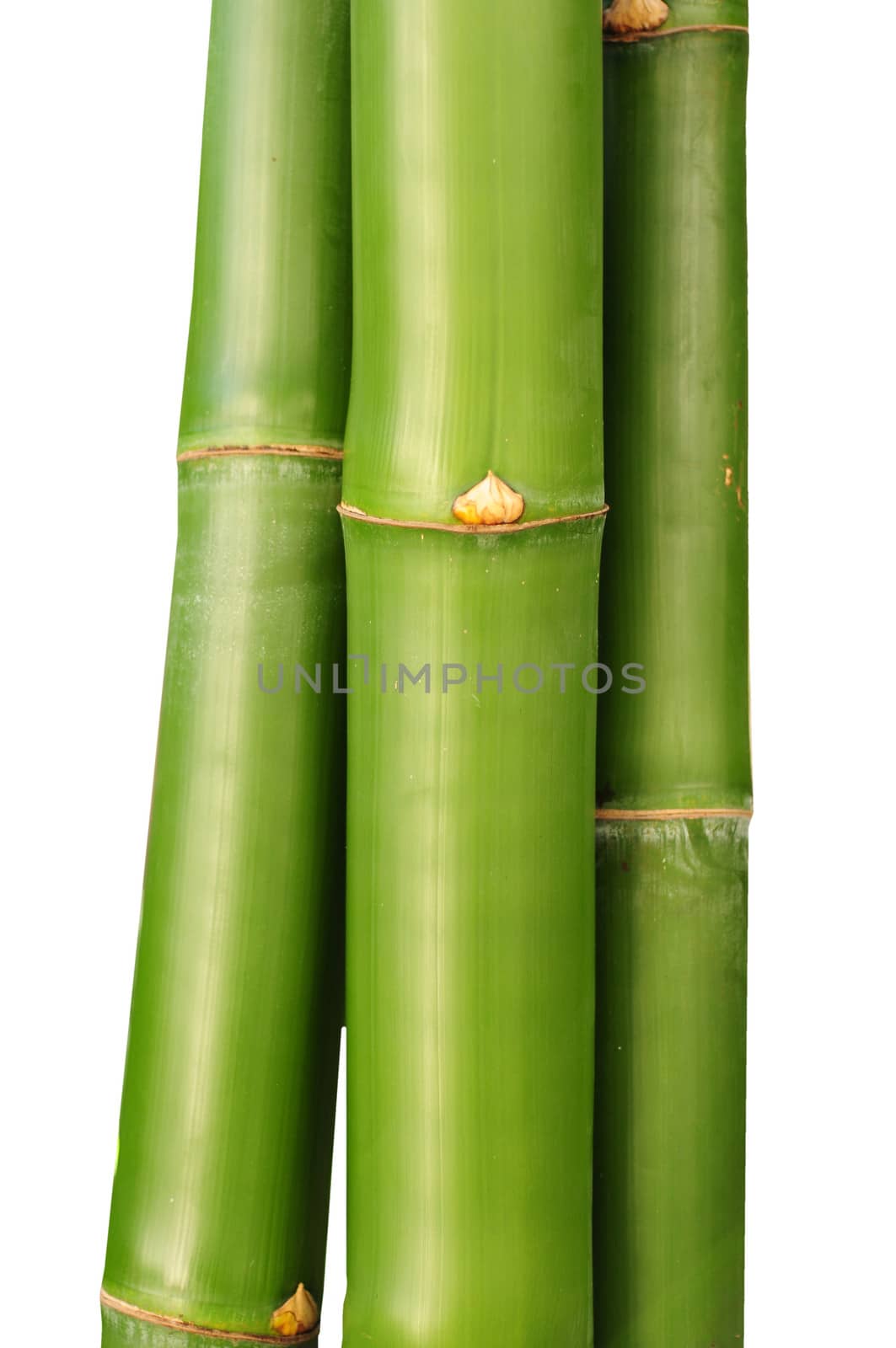 three bamboo stalks isolated against white background