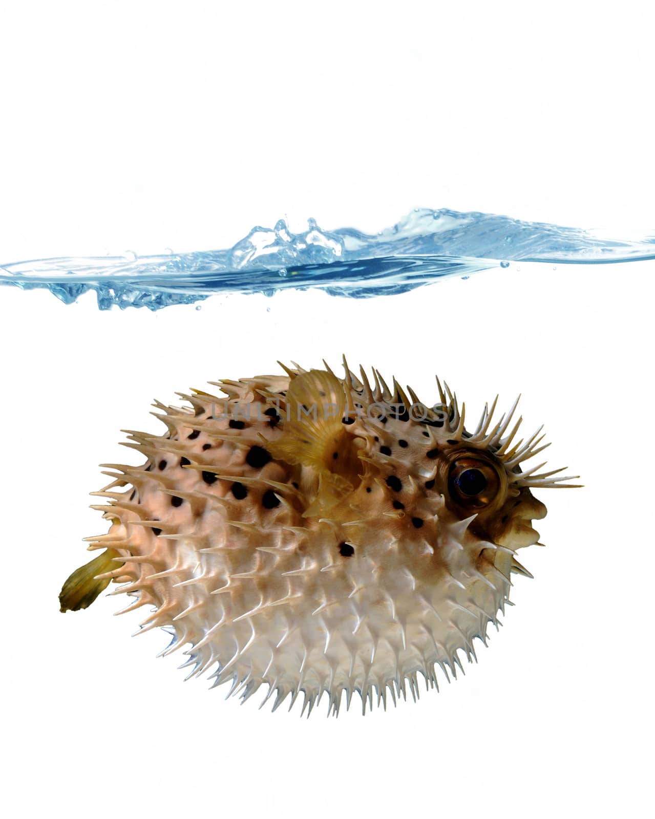 angry blowfish with a stream of water on a white background