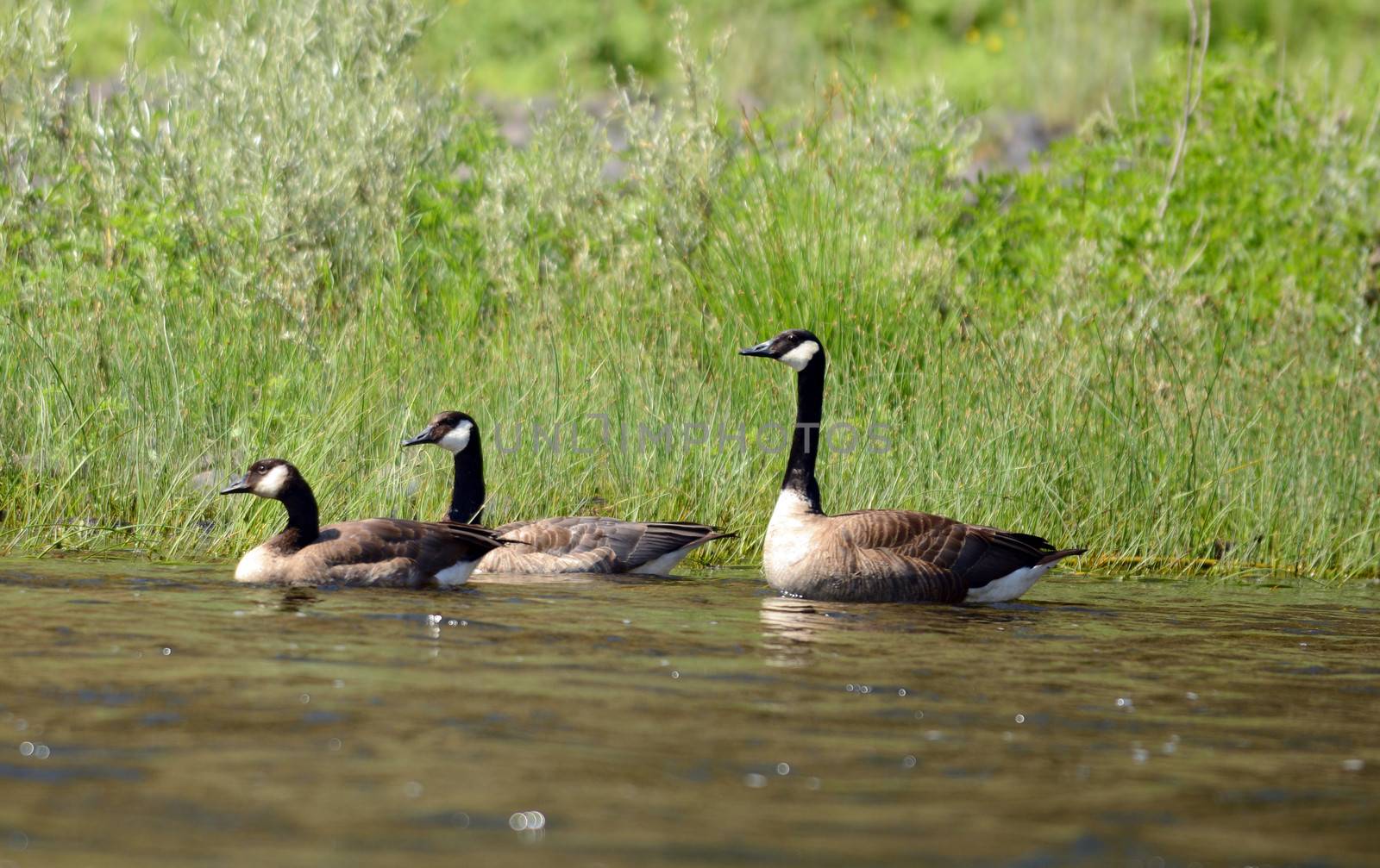 three canada geese resting on a river in oregon